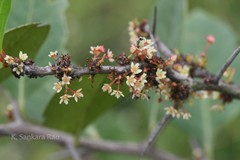 Gymnosporia wightiana